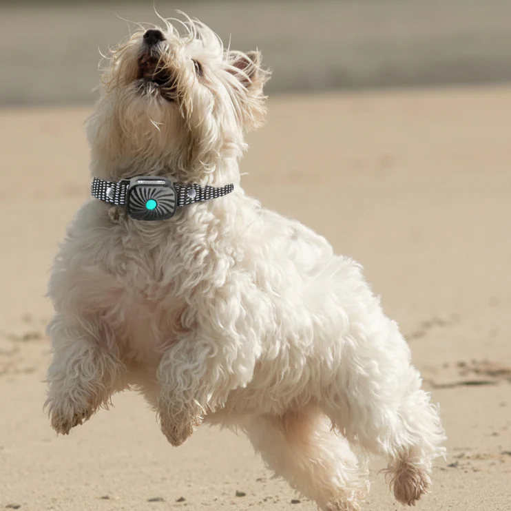 BARKCALM MINI – Gentle Anti-Bark Collar with Sound & Vibration for Small Dogs - Image 5