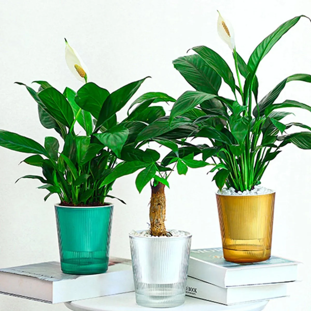 BLOOMSYNC – Self-watering, clear plant pot for effortless plant care - Image 7