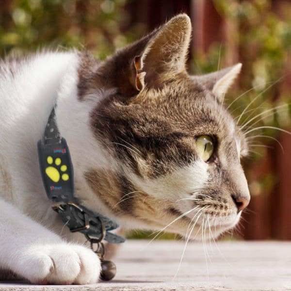 Cat GPS Tracker - real-time tracking without a subscription - Image 4