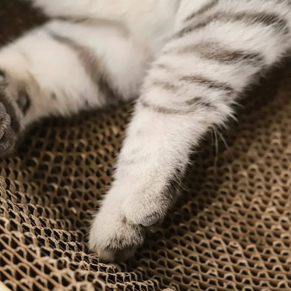 CLAWCRADLE – Multifunctional oval scratching board & lounging corrugated cardboard bed - Image 5