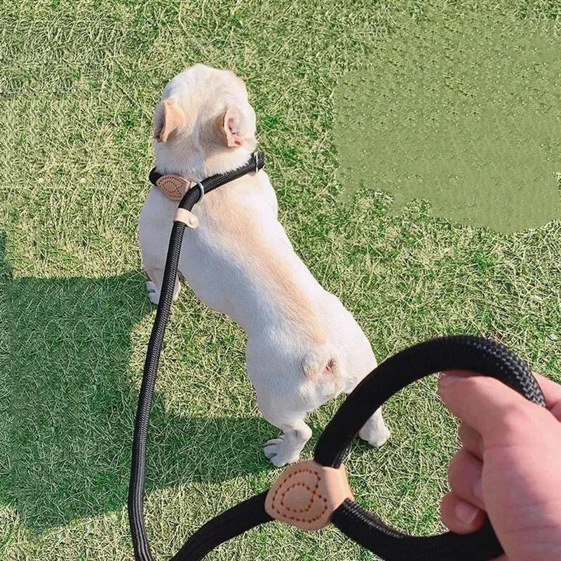 COLORLEASH – Colorful Dog Leash for Stylish Walks - Image 3