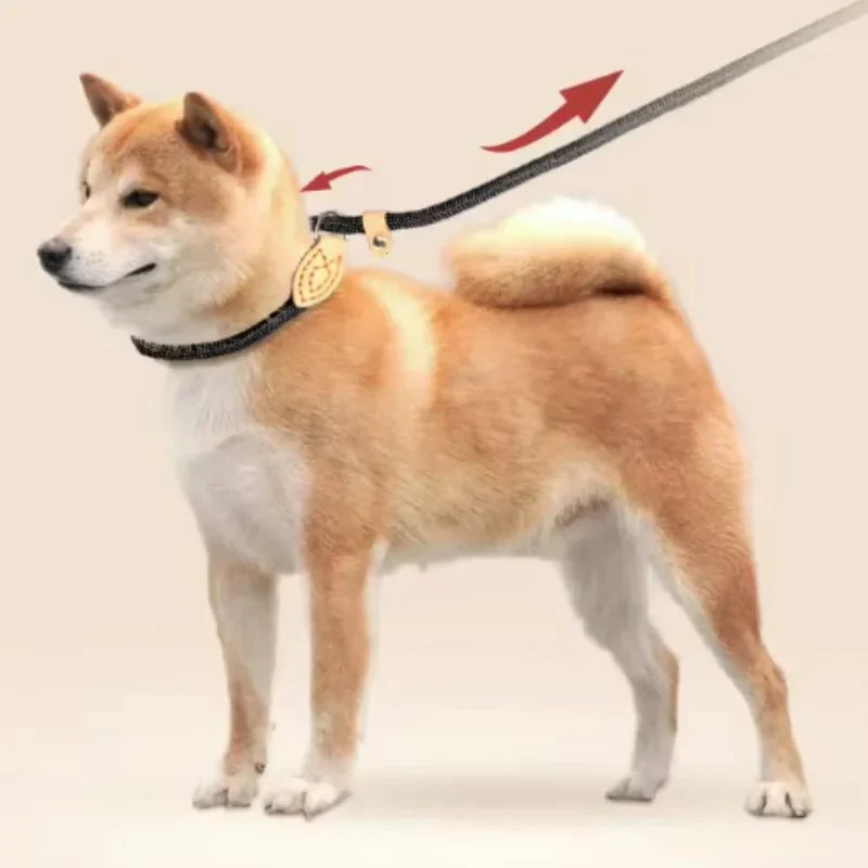 COLORLEASH – Colorful Dog Leash for Stylish Walks - Image 5