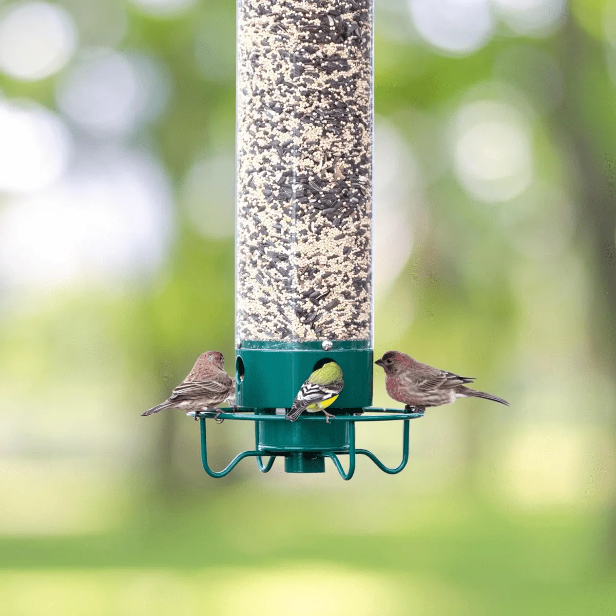 FeederGuard – Squirrel-Proof Birdhouse with Rotating Perch - Image 6