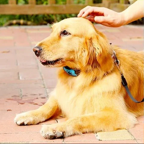 HUSHTONE – Intelligent Anti-Bark Dog Collar with Sonic Wave Technology and Adjustable Fit - Image 5