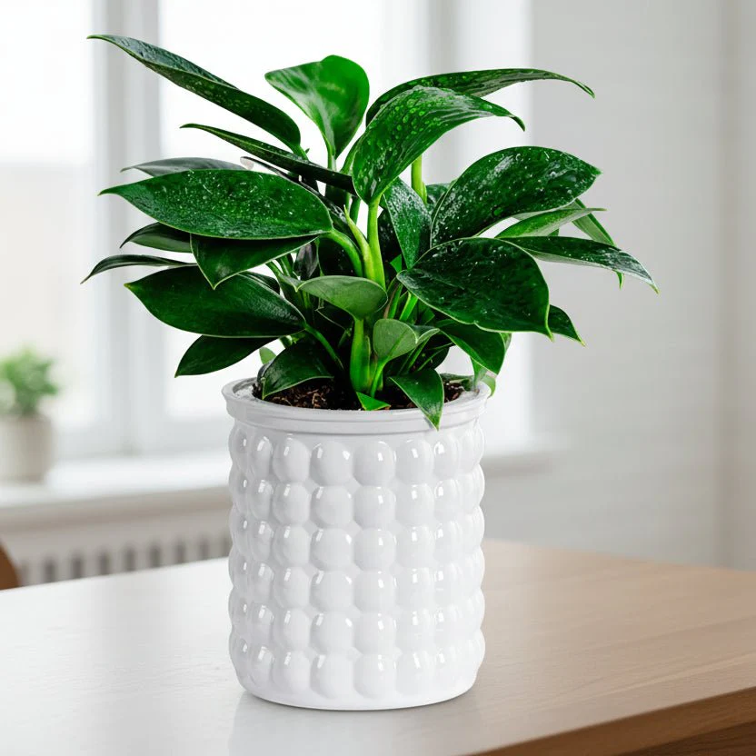HYDROZEN – Environmentally Friendly Water Culture Flowerpot with Self-Watering - Image 2