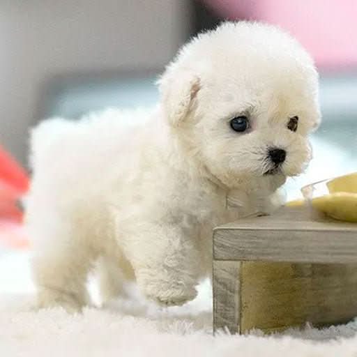 Interactive Plush Robot Dog - Realistic toy dog with sound & movement for children - Image 2