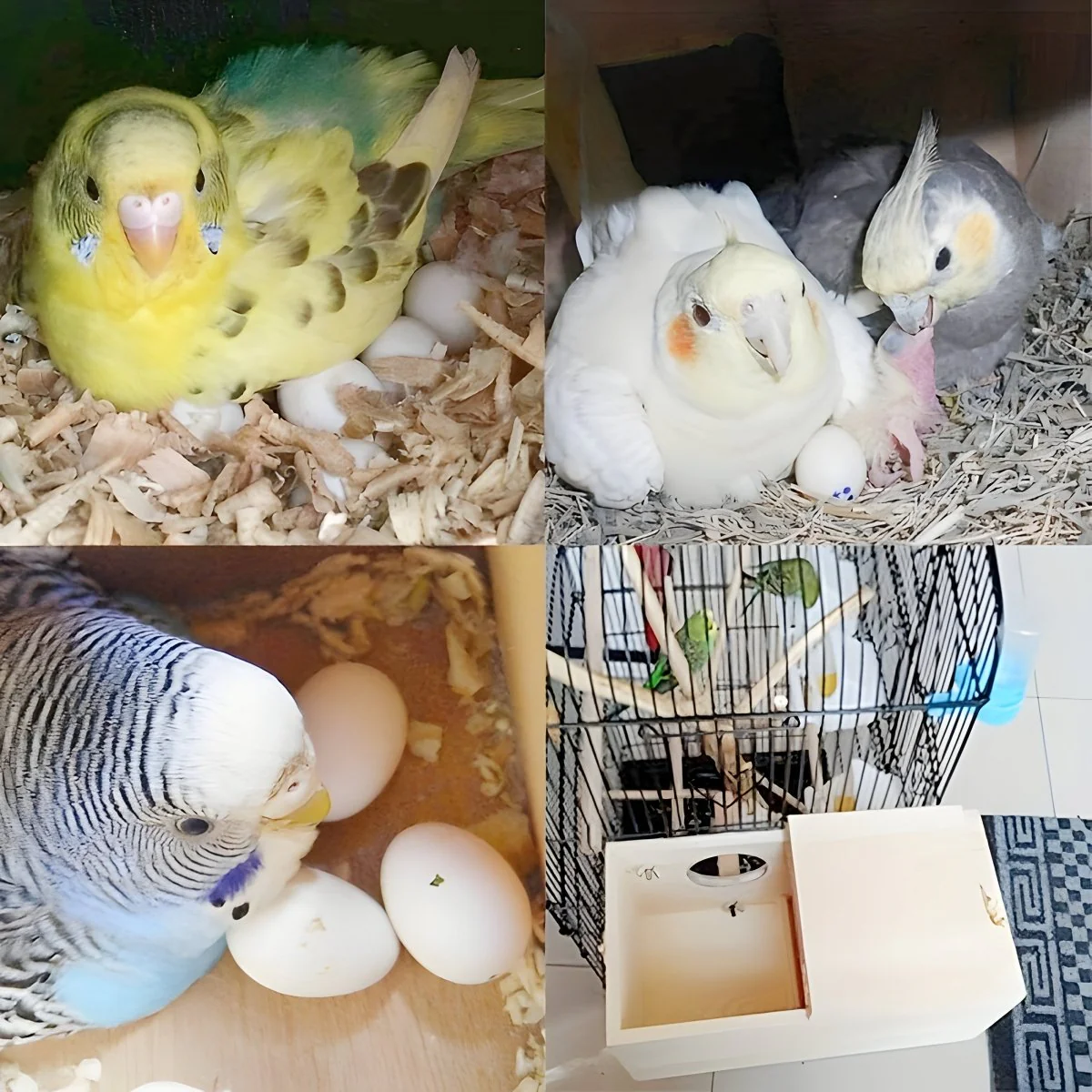NESTCOTTAGE – Natural wood protection for budgerigars and small bird species - Image 4