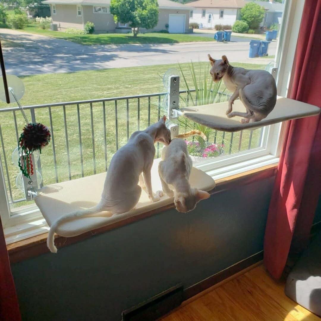 Pawperch - Foldable cat hammock for windows & walls - Image 2