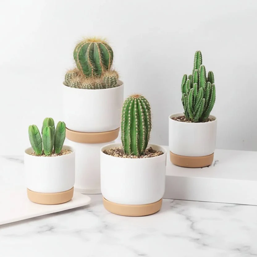 ROOTMIND – Intelligent self-watering pot for even watering - Image 3