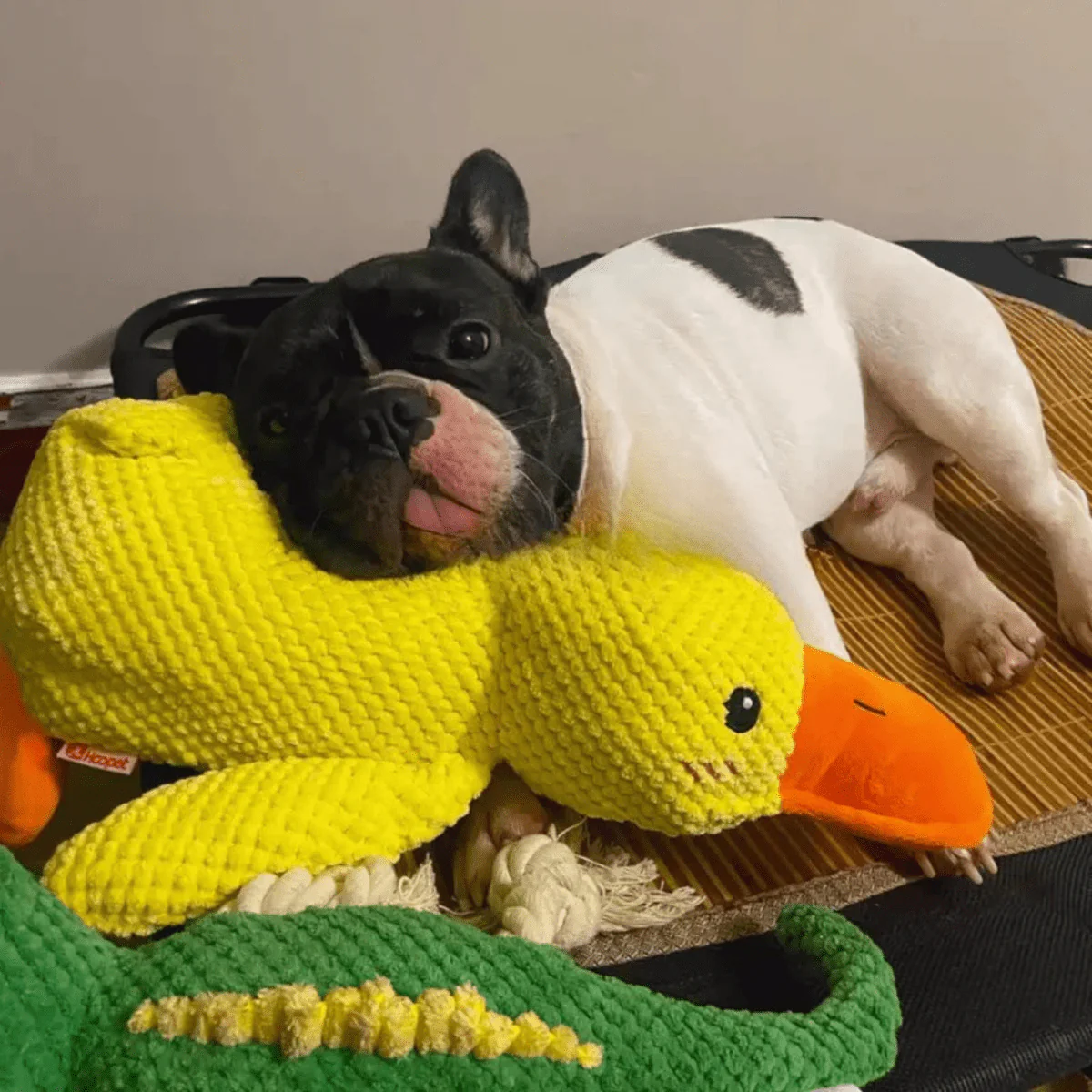 SnuggleBeak Plush Toy for Dogs | Soft Squeaky Duck | Durable Cuddly Toy | Comfort Toy | Dog Accessories - Image 4