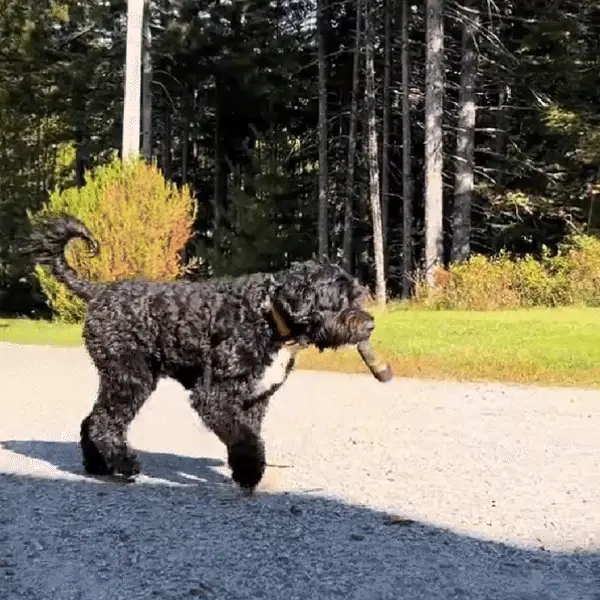 SPLIFFYPUP – Plush Joint Toy for Playful Puppies - Image 3