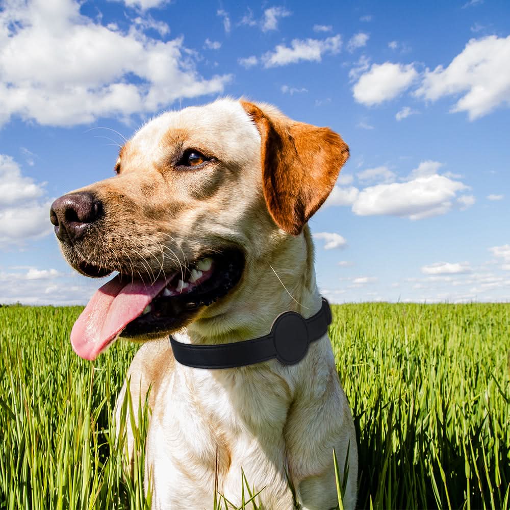 TAGSAFE – Dog Collar with Integrated AirTag Holder for Safety & Style - Image 2