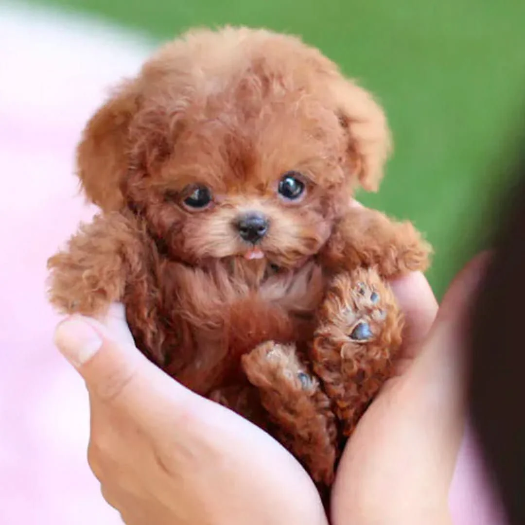 WuffiMotion – Movable Plush Dog for Children for Playful Cuddle Fun - Image 3